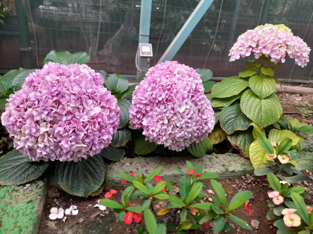 Tenerife Homestay San Miguel de Abona Luaran gambar